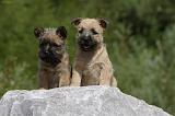 CAIRN TERRIER 460